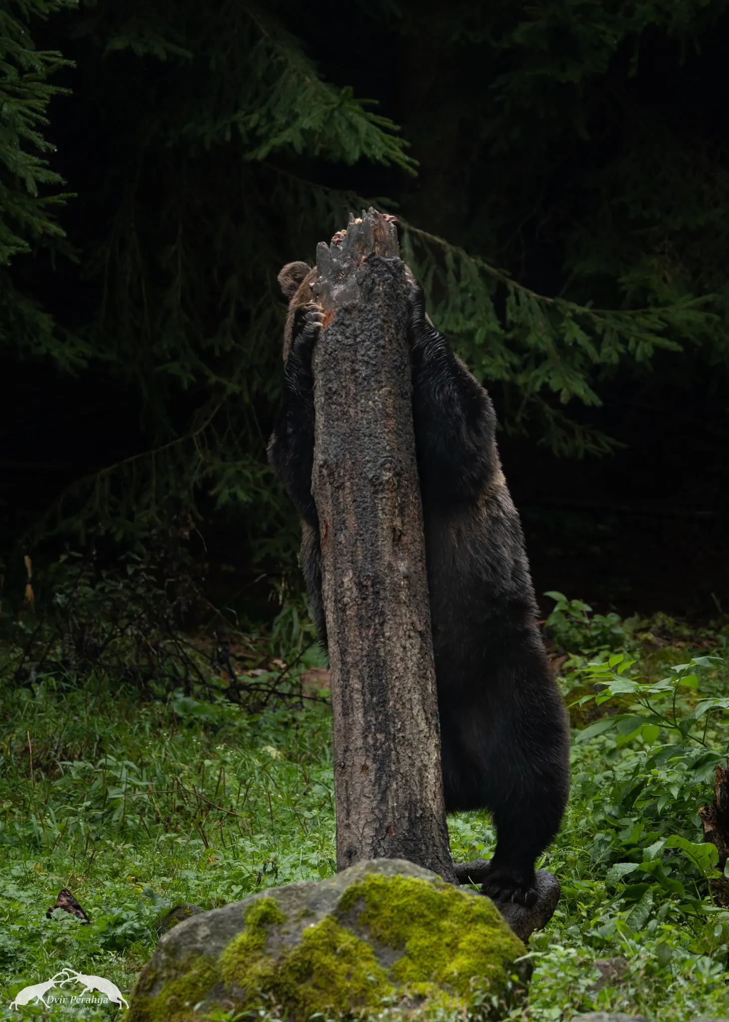 Tel Dor beach at sunset